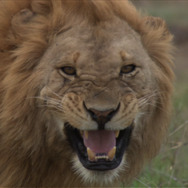 劇場版 ダーウィンが来た！アフリカ新伝説 3枚目の写真・画像