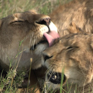 劇場版 ダーウィンが来た！アフリカ新伝説 5枚目の写真・画像