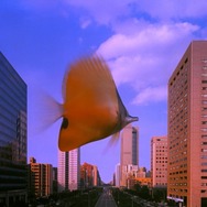 熱帯魚 デジタルリストア版 10枚目の写真・画像