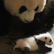 『51（ウーイー）世界で一番小さく生まれたパンダ』 -(C) 2012「51 世界で一番小さく生まれたパンダ」製作委員会