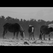 馬ありて 1枚目の写真・画像