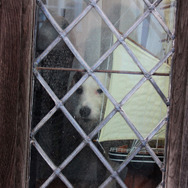 「De Vere House」窓から犬が