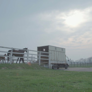 今日もどこかで馬は生まれる 7枚目の写真・画像