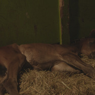 今日もどこかで馬は生まれる 10枚目の写真・画像