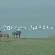 今日もどこかで馬は生まれる 11枚目の写真・画像