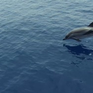 プラスチックの海 6枚目の写真・画像