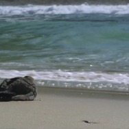 プラスチックの海 8枚目の写真・画像