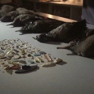 プラスチックの海 9枚目の写真・画像