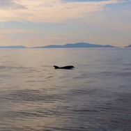プラスチックの海 10枚目の写真・画像