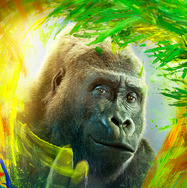 ゴリラのアイヴァン 1枚目の写真・画像