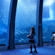 『ライアー×ライアー』　(C) 2021『ライアー×ライアー』製作委員会 　(C) 金田一蓮十郎／講談社