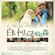 白いトリュフの宿る森 1枚目の写真・画像