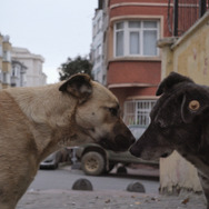 ストレイ 犬が見た世界 3枚目の写真・画像