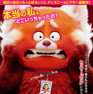 私ときどきレッサーパンダ 1枚目の写真・画像