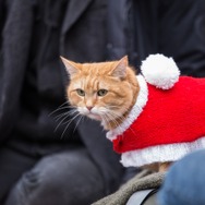 ボブという名の猫2　幸せのギフト 16枚目の写真・画像