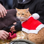 ボブという名の猫2　幸せのギフト 17枚目の写真・画像