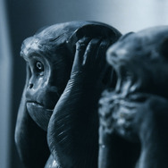 猿ノ王国 6枚目の写真・画像