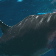 海上48hours ―悪夢のバカンス― 4枚目の写真・画像