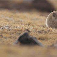 ©PaprikaFilms_KobalannProductions