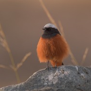 ©PaprikaFilms_KobalannProductions