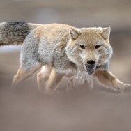 ©PaprikaFilms_KobalannProductions