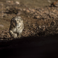 ベルベット・クイーン ユキヒョウを探して 19枚目の写真・画像