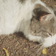 地下室のヘンな穴 14枚目の写真・画像