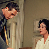 熱いトタン屋根の猫 4枚目の写真・画像