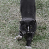 猫たちのアパートメント 8枚目の写真・画像