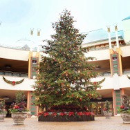 モミの木（生木）を使用した約7メートルのクリスマスツリー