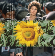 ひまわり 50周年HDレストア版 1枚目の写真・画像