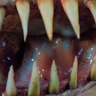 キラーコンドーム ディレクターズカット完全版 9枚目の写真・画像