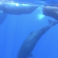 鯨のレストラン 6枚目の写真・画像