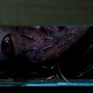 オクス駅お化け 7枚目の写真・画像