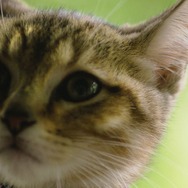 『ルー、パリで生まれた猫』© 2023 MC4–ORANGE STUDIO–JMH & FILO Films