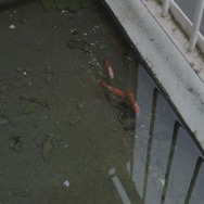 曖昧な楽園 8枚目の写真・画像