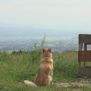 『犬と猫と人間と2　動物たちの大震災』 -(C) 宍戸大裕