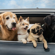 マイ・ハート・パピー 6枚目の写真・画像