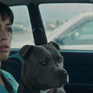 またヴィンセントは襲われる 5枚目の写真・画像