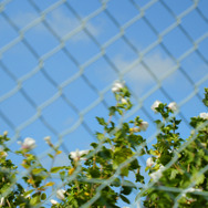 マミー 4枚目の写真・画像