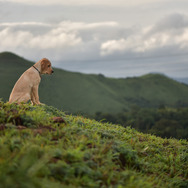 チャーリー 8枚目の写真・画像