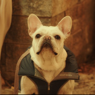 『DOG DAYS 君と いつまでも』©2024 CJ ENM Co., Ltd. ALL RIGHTS RESERVED