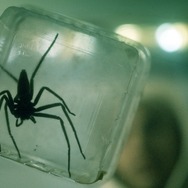 スパイダー／増殖 5枚目の写真・画像