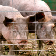 フード・インク ポスト・コロナ 9枚目の写真・画像