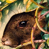 ウォーターシップ・ダウンのうさぎたち HD リマスター版 5枚目の写真・画像