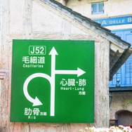 はたらく細胞 7枚目の写真・画像