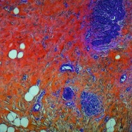 人体の構造について 5枚目の写真・画像