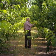 太陽と桃の歌 11枚目の写真・画像