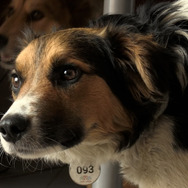 犬と戦争　ウクライナで私が見たこと 2枚目の写真・画像