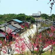 紅い桜。日本で育つと桜ってすごーく心に沁みるんですね。見るだけで切ない。